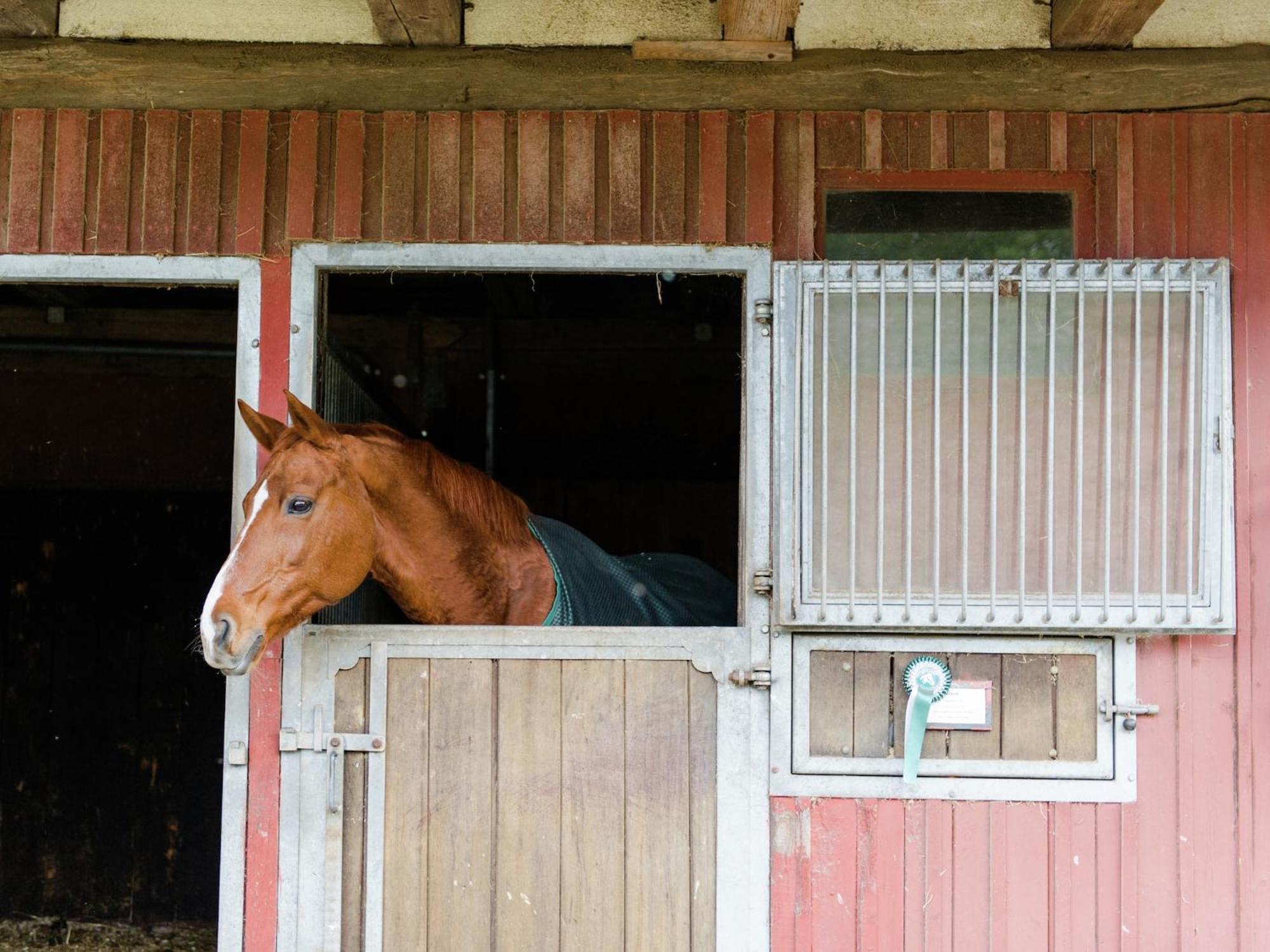 Cozy Holiday Home On A Horse Farm In The L Neburg Heath Eschede Экстерьер фото