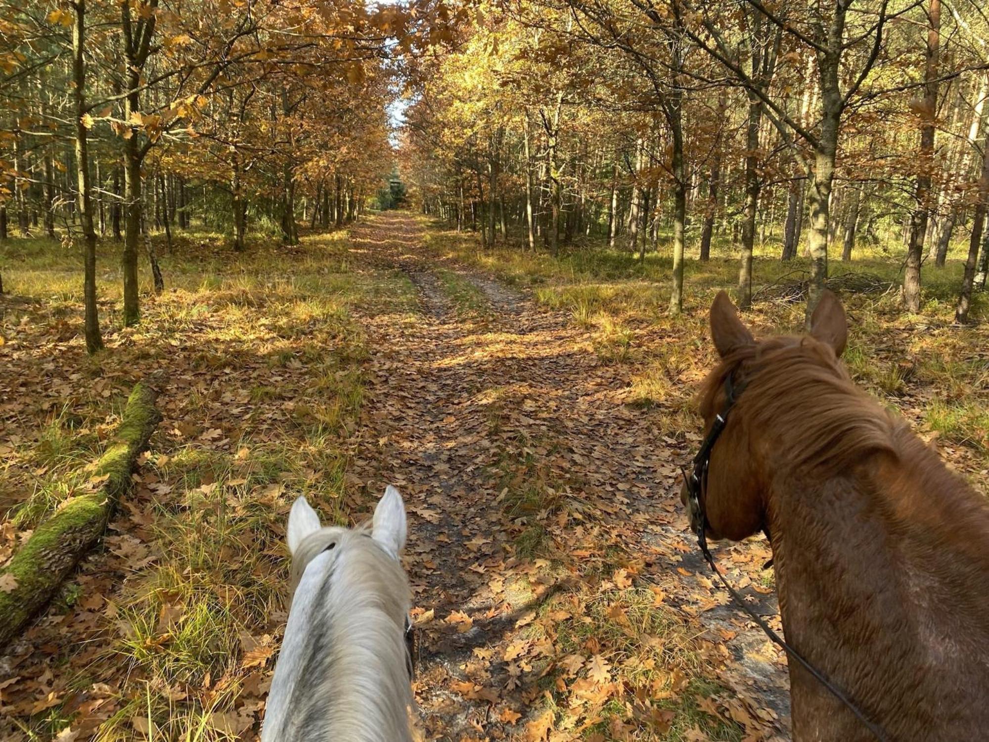 Cozy Holiday Home On A Horse Farm In The L Neburg Heath Eschede Экстерьер фото
