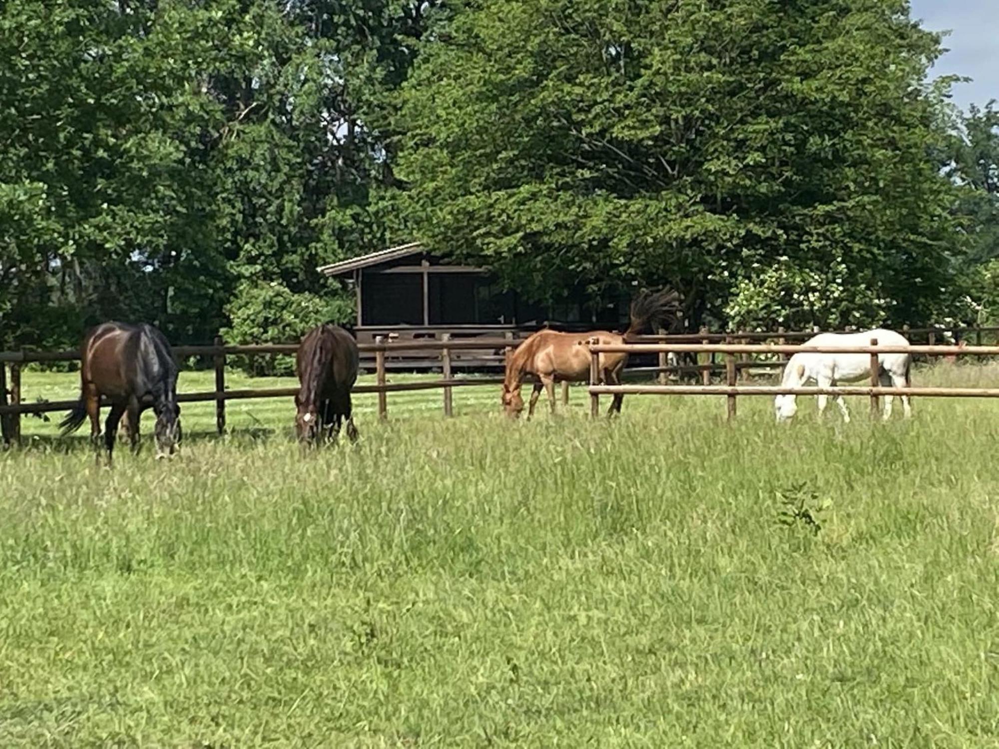 Cozy Holiday Home On A Horse Farm In The L Neburg Heath Eschede Экстерьер фото